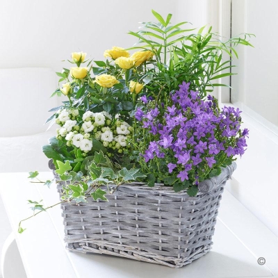 Rose and Kalanchoe Planted Basket