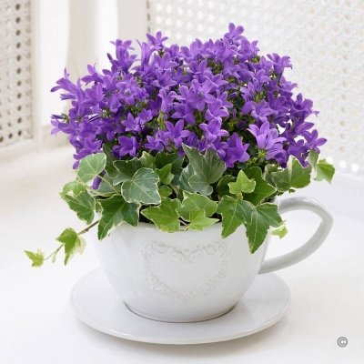 Purple Campanula Teacup