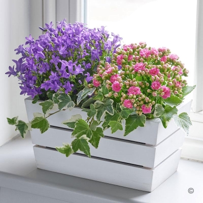 Summer Flowering Planter