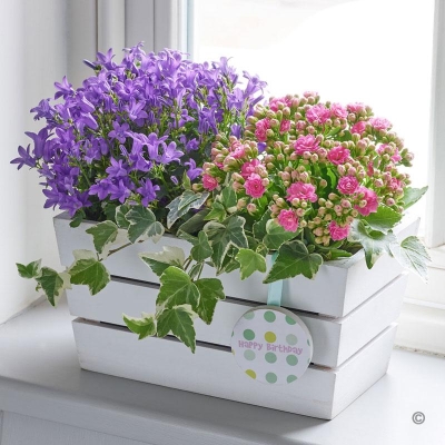 Happy Birthday Summer Flowering Planter