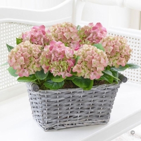 Duo Hydrangea Planter