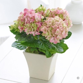 Pink Hydrangea