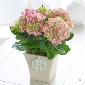 Happy Birthday Hydrangea