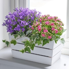Summer Flowering Planter