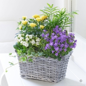 Rose and Kalanchoe Planted Basket with Chocolates
