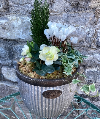 Festive Planted Arrangement