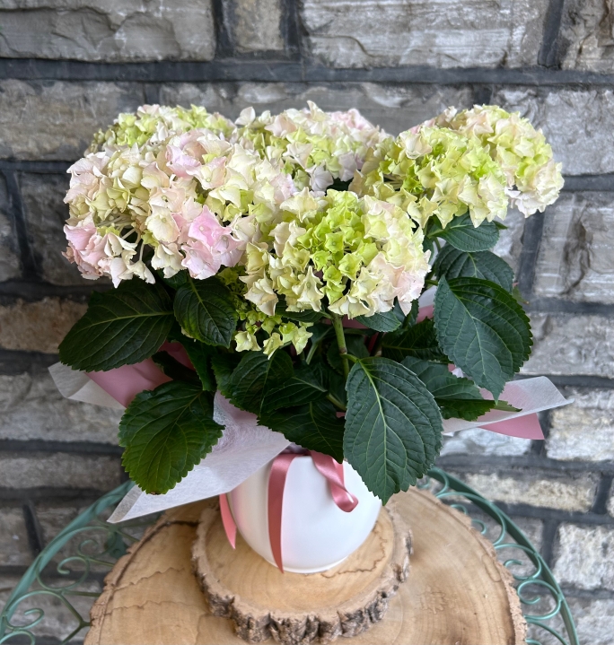Hydrangea In Ceramic Pot