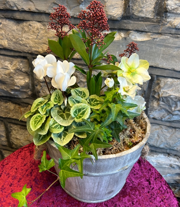Planted arrangement