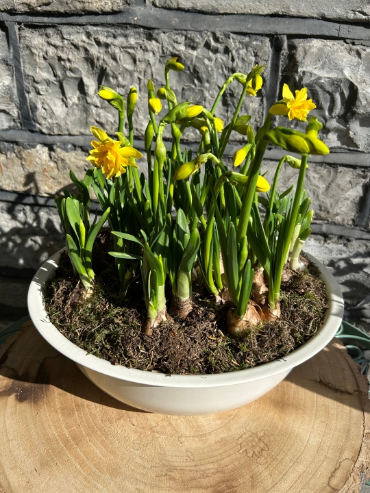 Spring Sunshine Daffodil Bowl