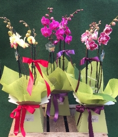 Phalaenopsis Orchid Gift Wraped In Box