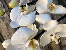 Valentines Orchid Gift Wrapped