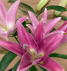 Oriental Lily Bouquet Pink