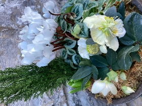 Festive Planted Arrangement