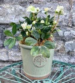 Hellebore