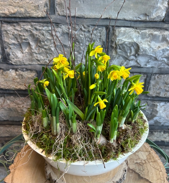 Spring Sunshine Daffodil Bowl