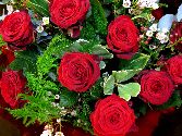 12 Long Stem Red Naomi Roses