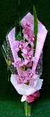 Single Orchid Presentation