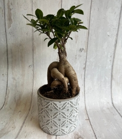 Bonsai