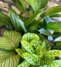 Foliage House Plant Trio