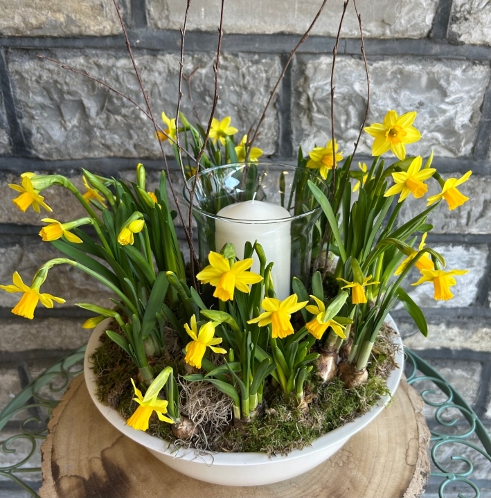 Golden Spring Daffodil Centrepiece