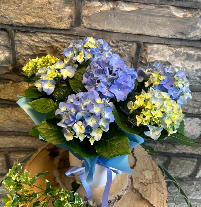 Hydrangea In Ceramic Pot