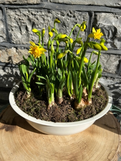 Spring Sunshine Daffodil Bowl