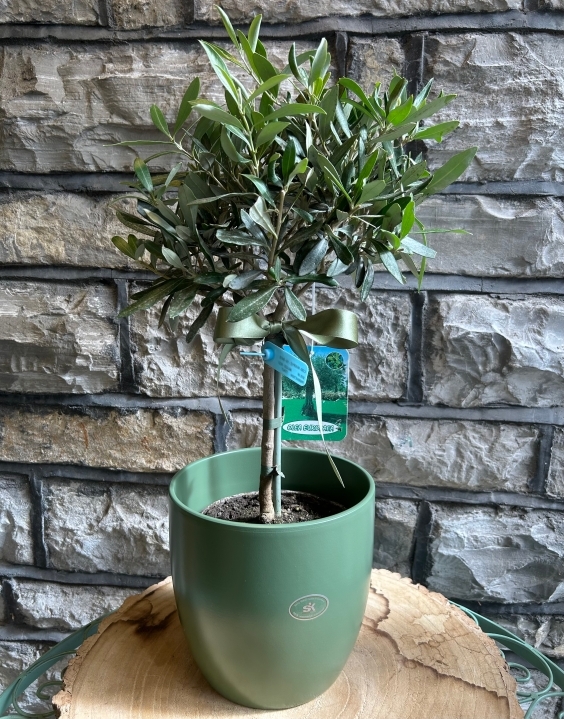 Standard Olive With Pot