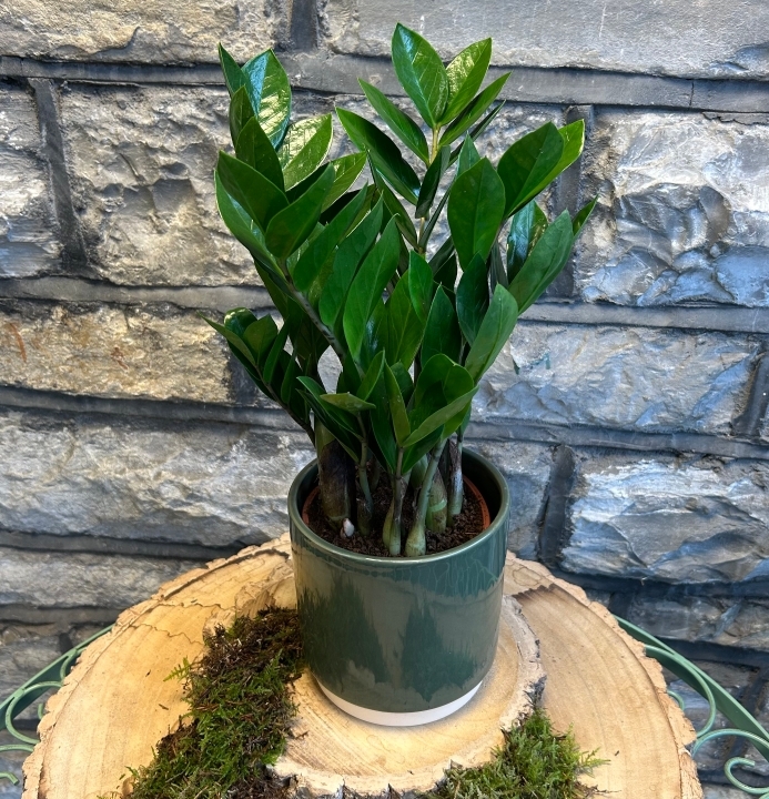 Zamioculcas In Ceramic Pot